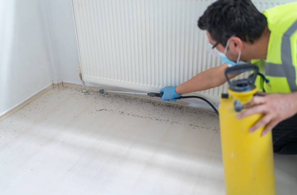 شركة لمكافحة سوس الخشب